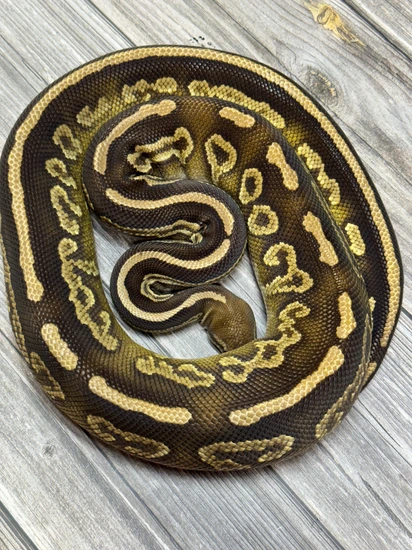 Black Magic Python Black Magic DH DG/Hypo Ball Python by Balls Deep Reptiles LLC