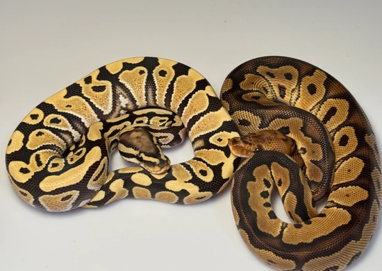 1.1 DG Clown Project Ball Python by Balls Deep Reptiles LLC