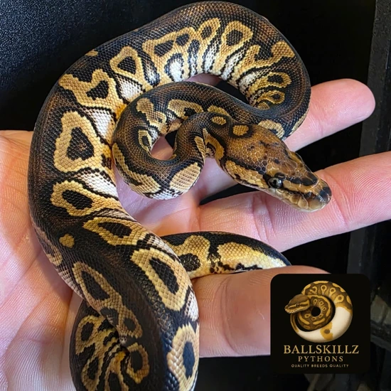Hurricane Clown Ball Python by Ballskillz pythons