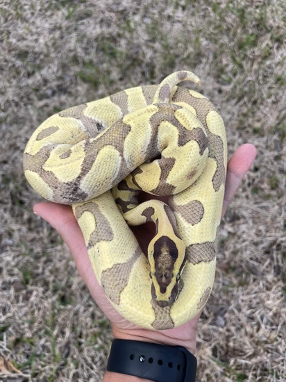 Super Enchi Desert Ghost (READY TO BREED) Ball Python by Balls Of Fury ...