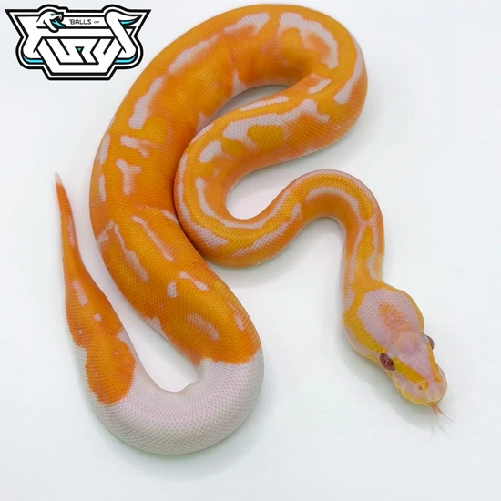 Blackhead Red Gene Dreamsicle Ball Python by Balls Of Fury Ball Pythons