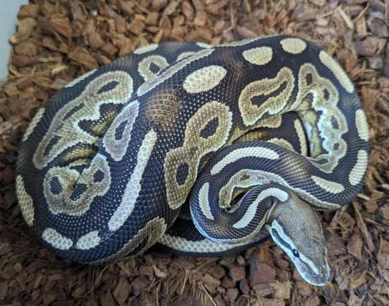Cinnamon Arroyo Ball Python by Shinigami Serpents