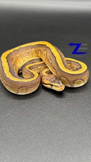 Cypress Red Stripe Yellow Belly Ball Python by Ballz-E-Pythons