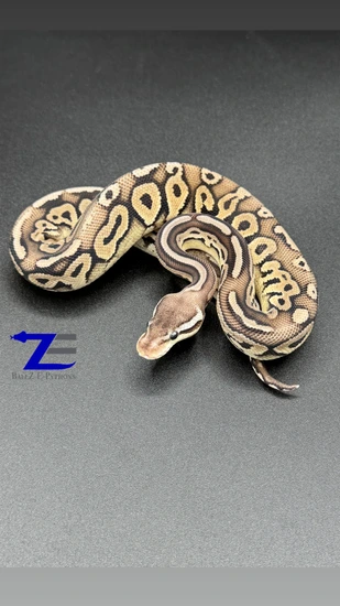 lesser poss yellow belly asphalt female ball python by... Cypress Pewter Pos Yellow Belly, Poss Het DG Hypo Ball Python by Ballz ...