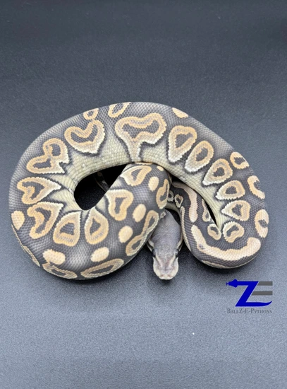 Black Pastel Black Head Hypo Ball Python by Ballz-E-Pythons