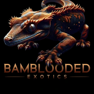 Tuku Crested Geckos by BamBlooded Exotics - MorphMarket