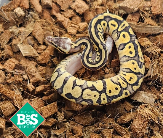 Pastel Sandblast Ball Python by B and S Reptilia