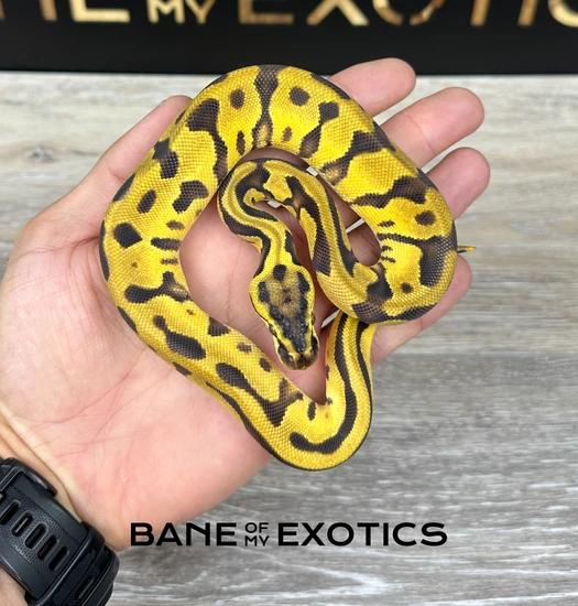 Pastel Enchi Leopard YB Dh Hypo Puzzle Ball Python by Bane of my Exotics