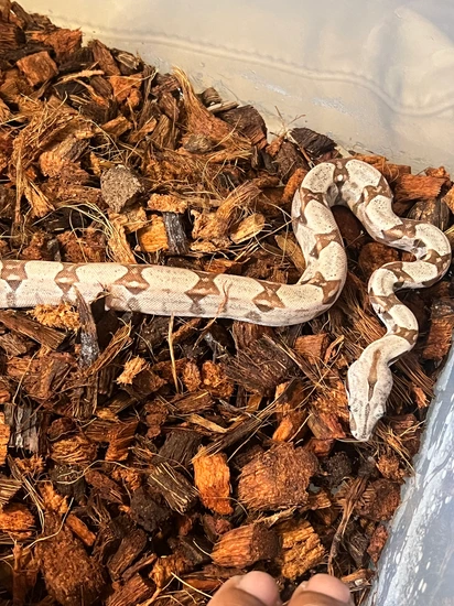 Super Hypo Het Sharp Albino Boa Constrictor by Ray’s reptile co