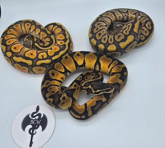 Hypo/Desert Ghost Project 1.2 Trio Ball Python by Barbarian Creations ...