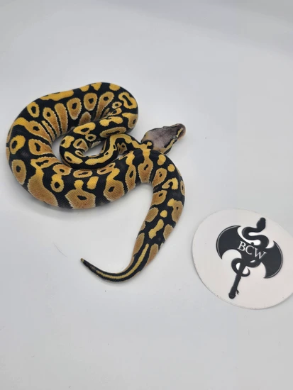 Pastel Desert Ghost Het Hypo #2 Ball Python by Barbarian Creations of ...
