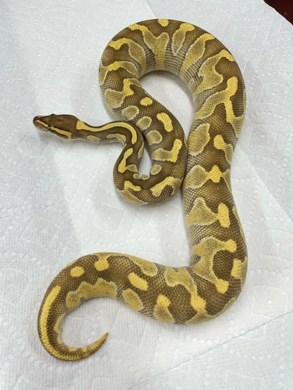 Butter Fire Ball Python by Paranormal Pythons