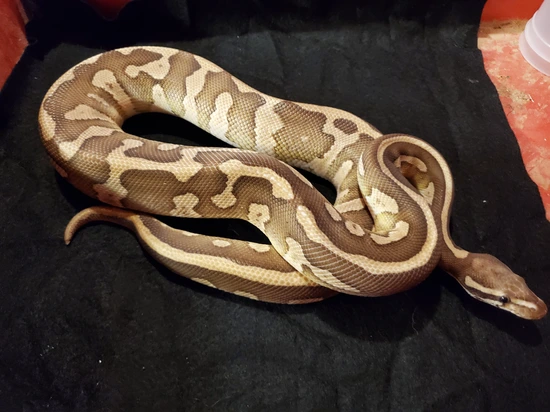 Acid Lesser Ball Python by R & L Reptile