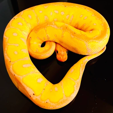 Banana (FM), Spotnose, Red Stripe, Clown
