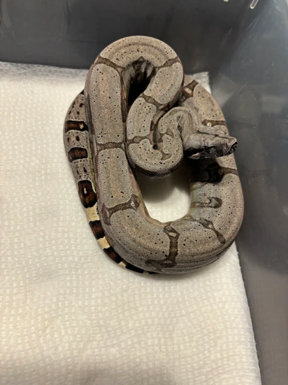 boa constrictor amarali premio de roma pythons and... 2023 Silverback Bolivian Amarali Boa Short-Tailed Boa Constrictor by ...