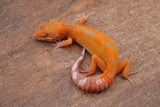 Tangerine Tremper Leopard Gecko by Bayside Geckos