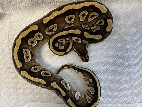 Phantom Ball Python by Birds and Beasts Pet Shop