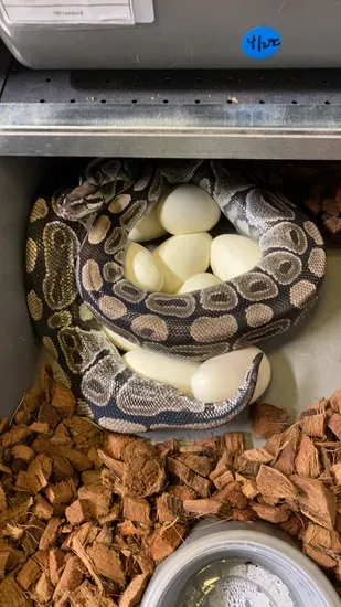 Proven Breeder Het Pied Ball Python by Bourbon Ball Pythons