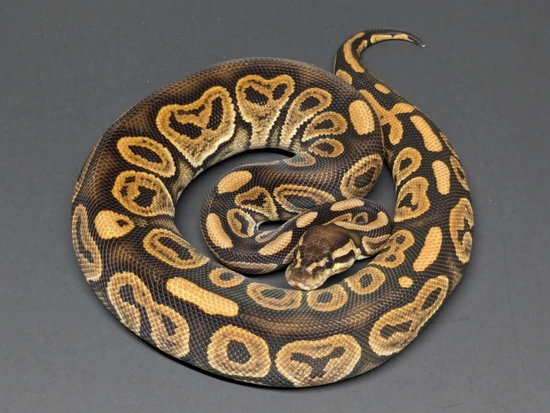 Black Pastel Het Clown Het Orange Ghost Ball Python by Breaking Balls ...