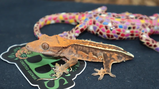 Copper Quad Crested Gecko (CAP5) by BB's crested geckos inc