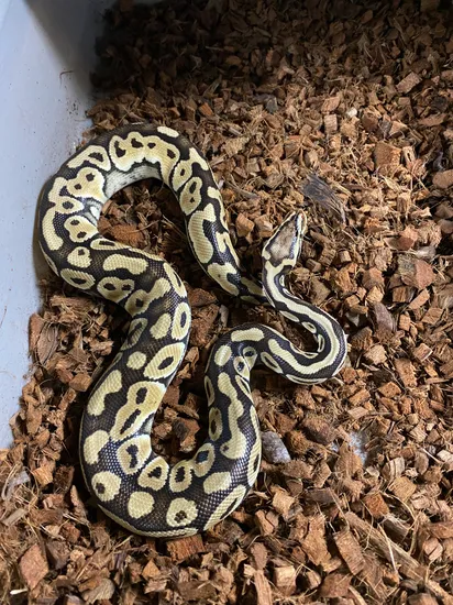 Pastel Mocha Ball Python Pastel Mocha Het Clown Ball Python by Cassella Constrictors