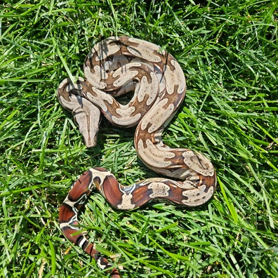 トイガン CONSTRICTOR Kean Boa Constrictors - MorphMarket