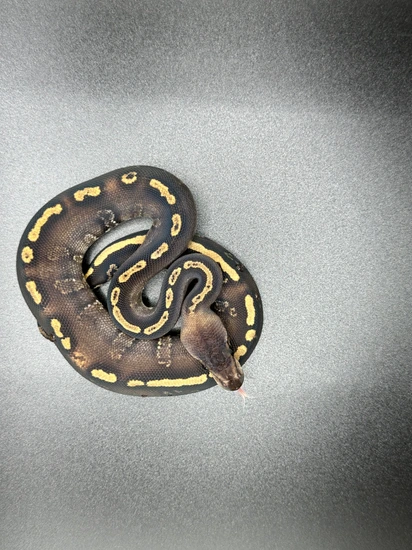 Stranger GHI Ball Python by Top Shelf Morphs