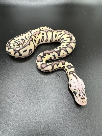 FireFly Spotnose Clown Ball Python by Top Shelf Morphs