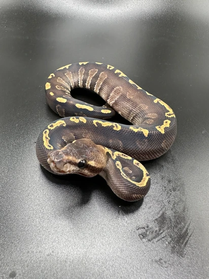 Stranger GHI Ball Python by Top Shelf Morphs