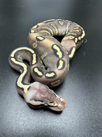 Pastel Stranger GHI Ball Python by Top Shelf Morphs