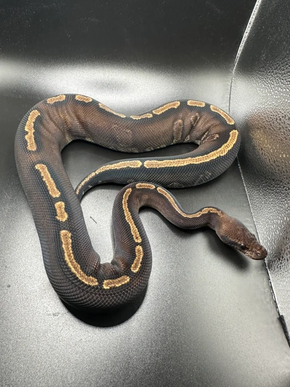 Stranger GHI Ball Python by Top Shelf Morphs