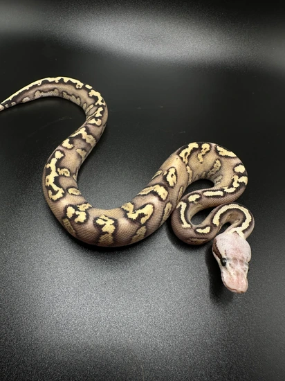 Fire Stranger GHI Pastel Ball Python by Top Shelf Morphs