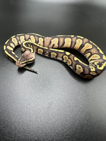 Stranger Pastel Ball Python by Top Shelf Morphs