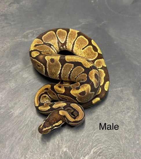 Enchi Yellow Belly True Ghost Maker Pair Ball Python by Bradford Cole