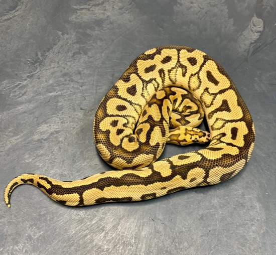 Spotnose (Possible Red Stripe) Clown 66% Het Desert Ghost Ball Python ...