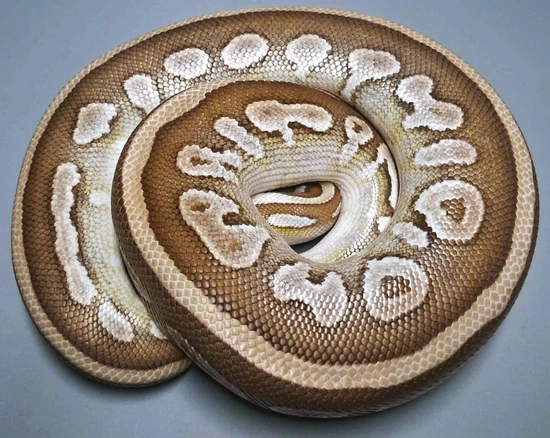 Adult Male Lesser Rio (Super Arroyo) Ball Python by BCIJOE