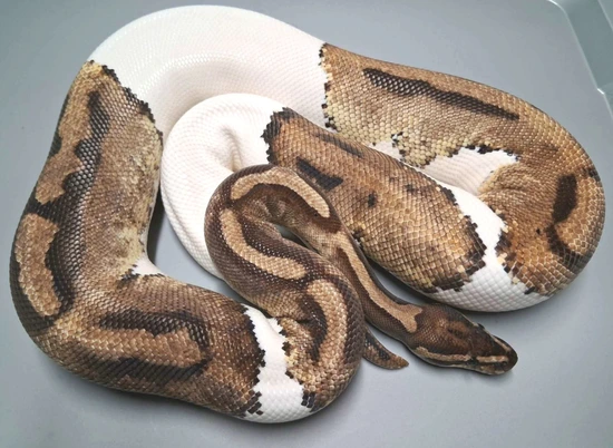 pied ball python by patchwork pythons Images High... Pied Ball Python by BCIJOE