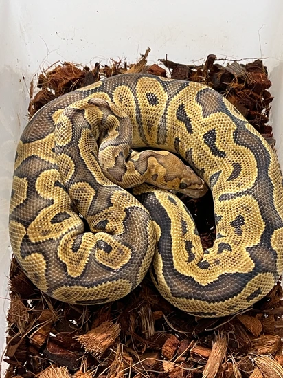 Han Solo (GHI Clown) Ball Python by King Family Pythons