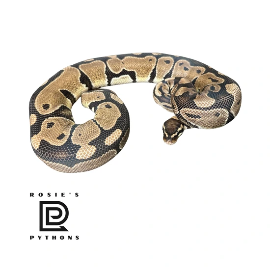 Normal Ball Python by Rosie’s Pythons