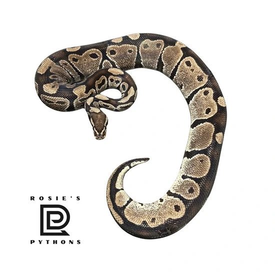 Normal Ball Python by Rosie’s Pythons