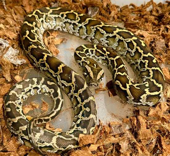 F3 Half Dwarf Burmese Python by Byron.D