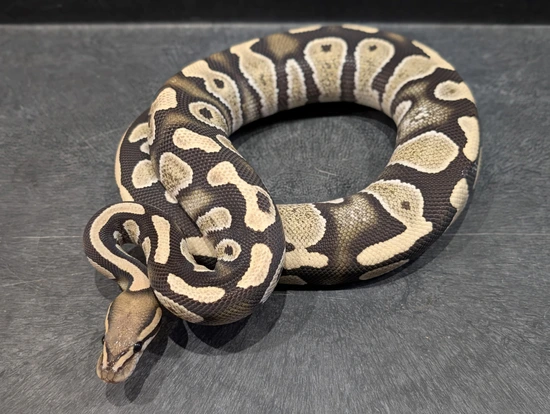 Chocolate Desert Ghost 100% Het Hypo Ball Python by Haynes Gang Morphs