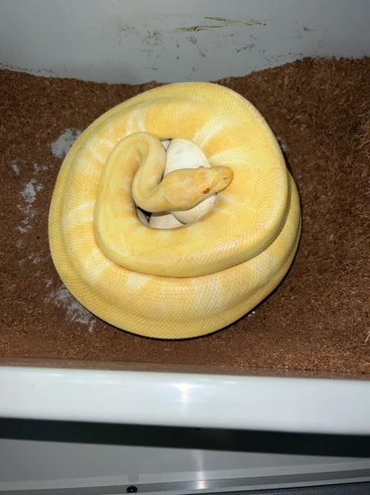 Enchi Albino Proven Breeder Ball Python by Red Onion Reptiles