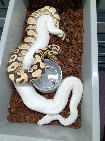 Super Lesser Het Desert Ghost Ball Python by Beast Morphs