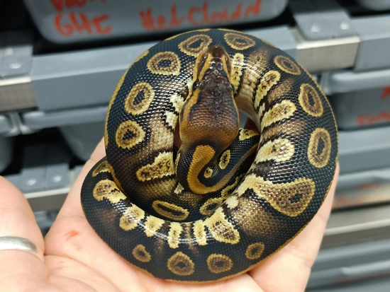 Mahogany Double Het Clown Pied Ball Python by Rocky Mountain Pythons