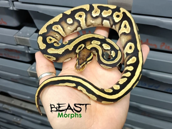 OD YB Mystic/Phantom Het Desert Ghost Ball Python by Beast Morphs
