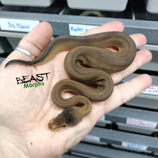 Acid Leopard Spider Sunset Ball Python by Beast Morphs