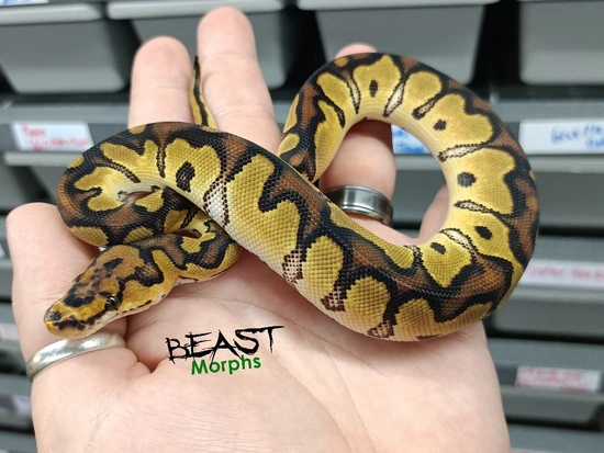 Clown Orange Dream Ball Python by Beast Morphs