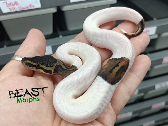 Black Pastel Pied DH: DG VPI Axanthic Ball Python by Beast Morphs
