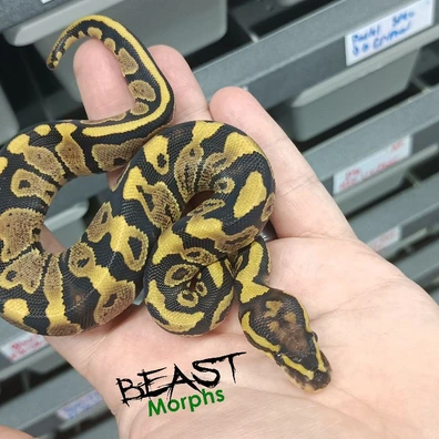 ボア&パイソン Vudoo Ball Pythons For Sale | MorphMarket